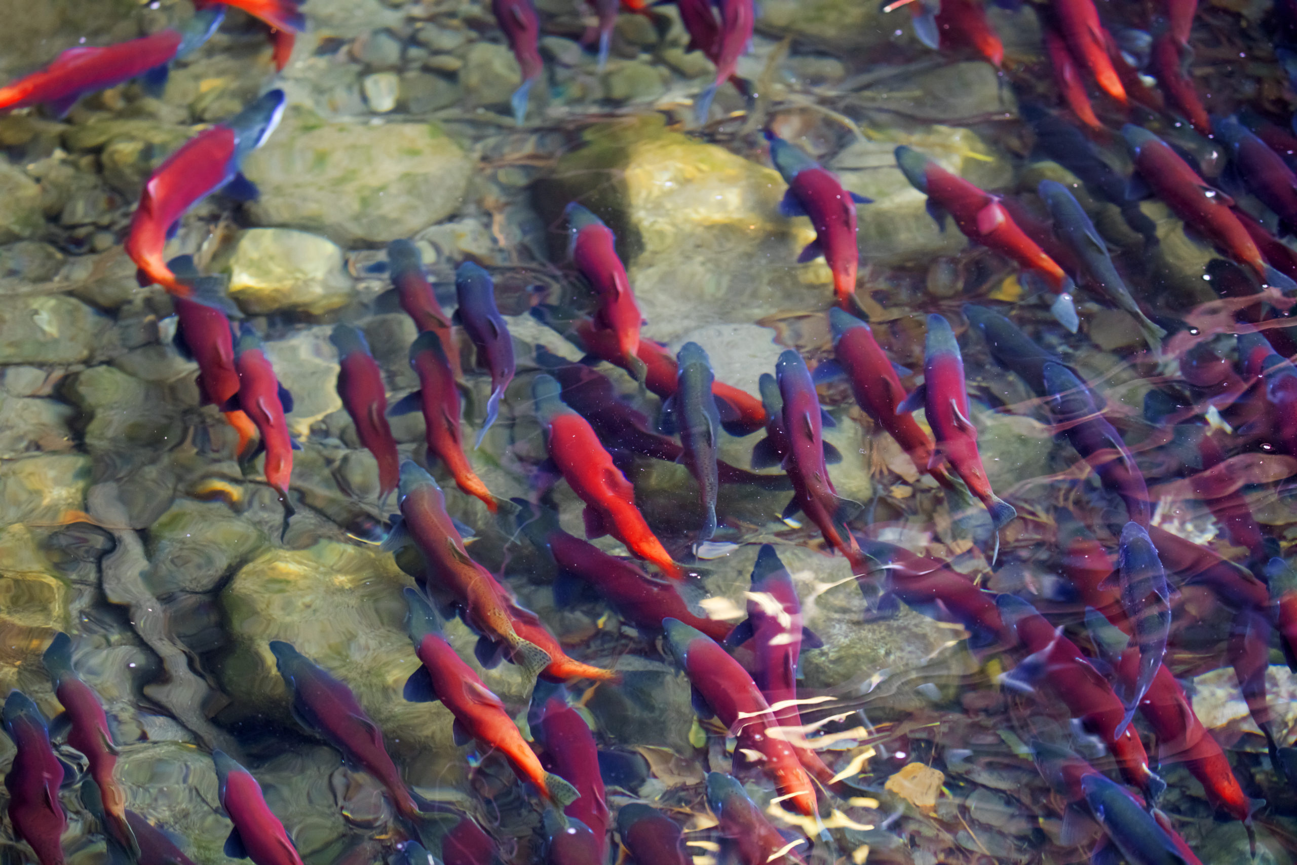 Sawtooth Society | Kokanee salmon spawning in river