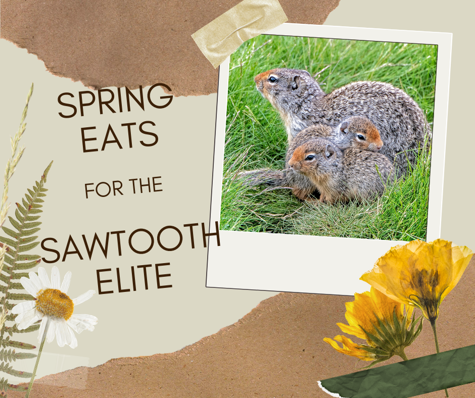 Spring Eats for the Sawtooth Elite