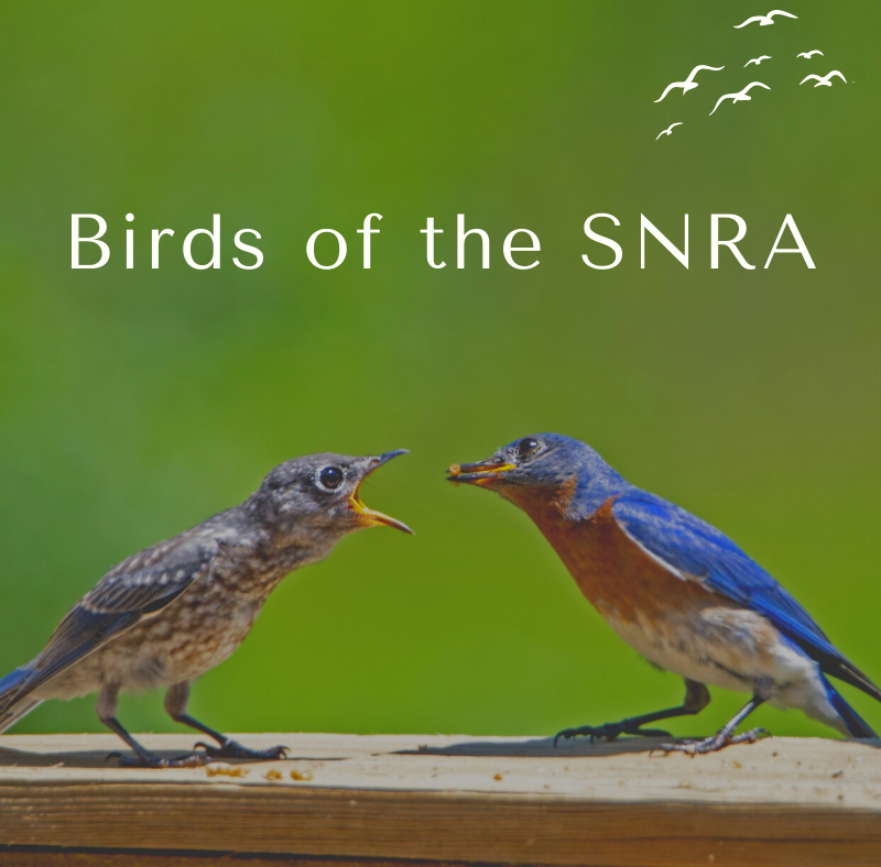 Birds of the SNRA | Sawtooth Society | SNRA Idaho | Birds of Idaho