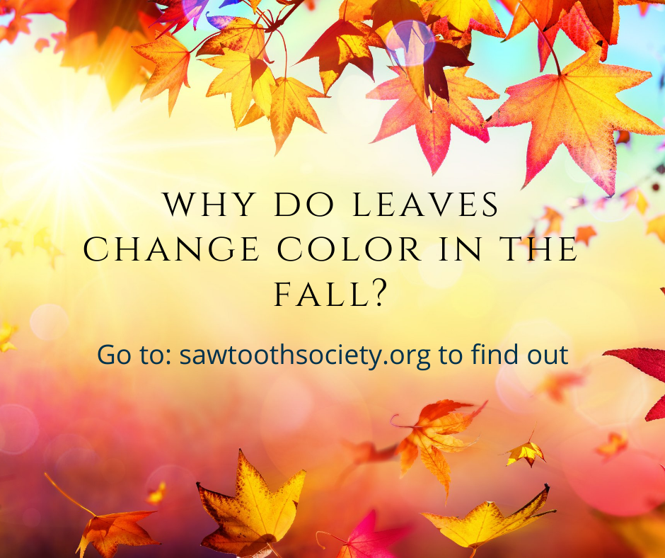 The science behind fall colors