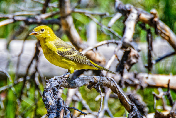 Birds of the SNRA | Sawtooth Society protect the birds of Idaho
