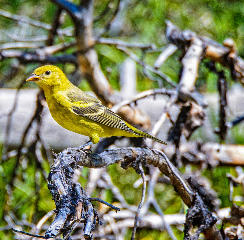 Birds of the SNRA | Sawtooth Society protect the birds of Idaho