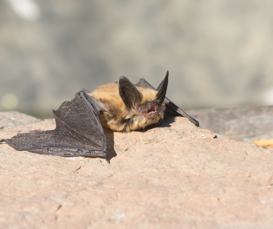 Bats of the Idaho Sawtooths